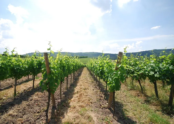 بيت ضيافة Und Weingasthof Schwarzer Adler 3*